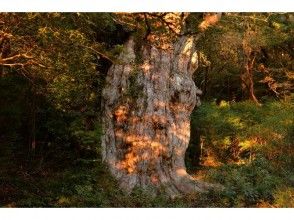 【鹿児島・屋久島】静寂の森を楽しむ！縄文杉一泊登山「完全貸切ガイド」で安心・安全・超充実！