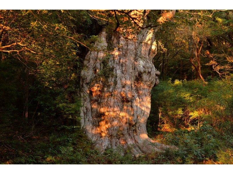 【鹿児島・屋久島】静寂の森を楽しむ!縄文杉一泊登山「完全貸切ガイド」で安心・安全・超充実!