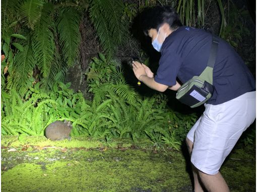 [鹿儿岛/奄美大岛] 探索奄美森林吧！导览“野生动物观光夜游”2人以上4岁～参加OK！の画像