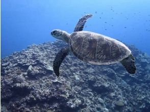 [神奈川縣/湘南]潛水初學者，開放水域潛水員課程