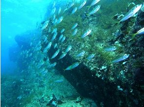 [Osaka ・ Uemachi] A day trip fun dive tour (with lunch)