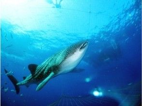 【沖縄・読谷村】ジンベエザメと泳ごう！シュノーケルプランの画像