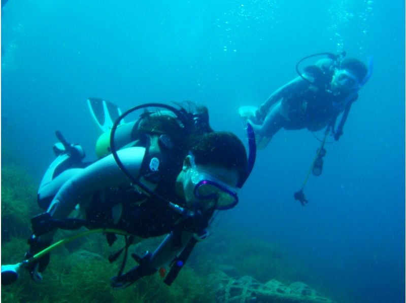 [名古屋] PADI开放水域潜水员[执照取得]海豚课程の紹介画像