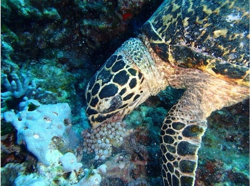 【沖縄・那覇】ウミガメに会えるかも？ケラマでシュノーケリング
