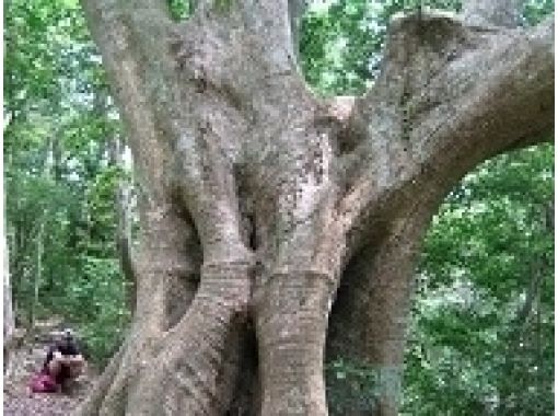 [오키나와 / 얀 바루] 아열대 숲 트레킹 - 다양한 희귀 생물이 남아 아열대 숲을 걷는の画像