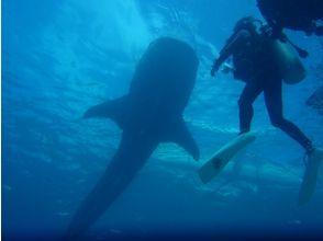 【静岡・東伊豆】PADI インストラクターの画像