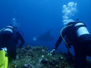 【沖縄 石垣島】ライセンス無しで海中を楽しめる体験ダイビング【1～3ダイブ/ランチ付き】の画像