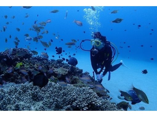 【 鹿儿岛 ·奄美大岛】即使是初学者也很安全！让我们享受奄美大海吧！体验深潜の画像