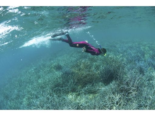 [鹿兒島奄美大島]高透明度享受美麗的大海浮潛の画像
