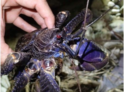 沖縄 石垣島 石垣島 ナイトサファリ ツアー 夜の探検に出かけよう アクティビティジャパン