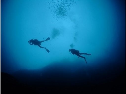 【 鹿儿岛 ·奄美大岛】粉丝深潜计划★1次潜水·2次潜水·3次潜水★の画像
