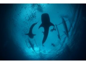 [Miyazaki prefecture Miyazaki] Hekiku shining Miyazaki fan diving in the sea!