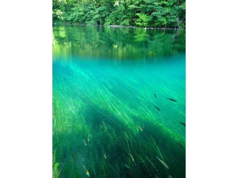 【北海道・支笏湖】期間限定！国立公園シュノーケルツアー