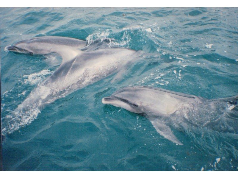 【湯河原出発】伊豆の海でイルカと泳ごう日帰りプラン（3名以上～）の紹介画像