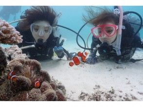 Enjoy summer early! [Departing from Ishigaki Island] Small group size for peace of mind! Experience diving on a deserted island and in the beautiful ocean! (1 day course)