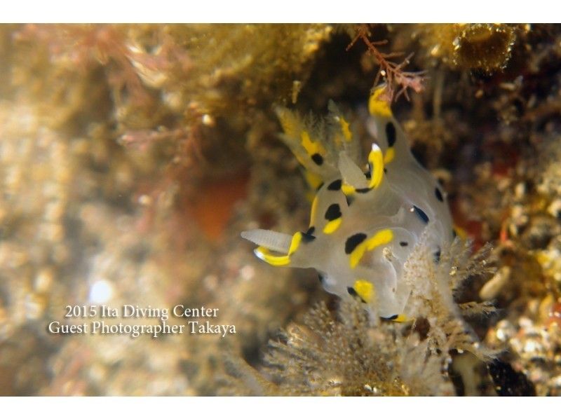 【静岡県・西伊豆】たくさんのお魚と遊んでみよう!シュノーケルコース