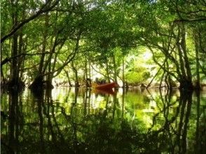 【沖縄・西表島】国内最大のマングローブ原生林へ！マングローブカヤックツアー！！★1日プラン★の画像