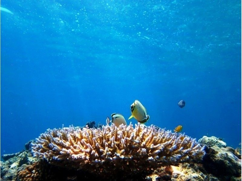 【沖縄・小浜島発着】お魚畑シュノーケル♪約1.5時間お手軽ツアー!乗り物割引特典付き★
