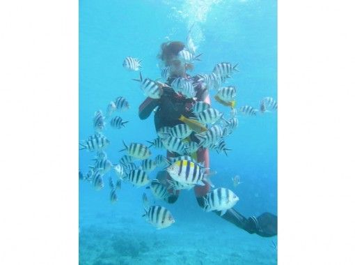沖縄 青の洞窟 自由に泳げる青の洞窟体験ダイビング ビーチコース 熱帯魚の餌付け お魚説明つき アクティビティジャパン