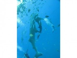 [Snorkel with whale sharks] [High-resolution GoPro photos and videos included] A safe and secure tour that can only be done by a long-established shop with 20 years of experience in whale shark tours