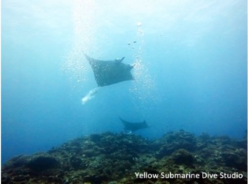 [Okinawa Ishigaki Island] will swim with manta rays! Snorkeling experience (Manta snorkeling one included)の画像
