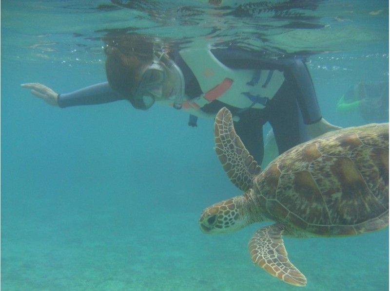 鹿児島 奄美大島 ウミガメ遭遇率98 水中カメラレンタル無料 シュノーケリング体験 半日コース アクティビティジャパン