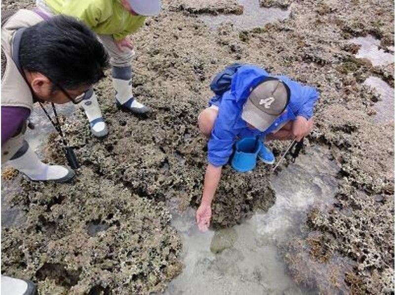【鹿児島・奄美大島】夏の自由研究にも最適!サンゴ礁の生き物観察エコツアー(半日コース)
