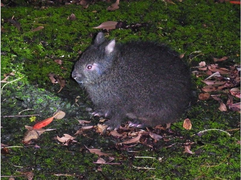 [Kagoshima/ Amami Oshima] Let's go see the rabbit! Explore a subtropical forest that is a World Natural Heritage candidate! Night tour! With pick-upの紹介画像