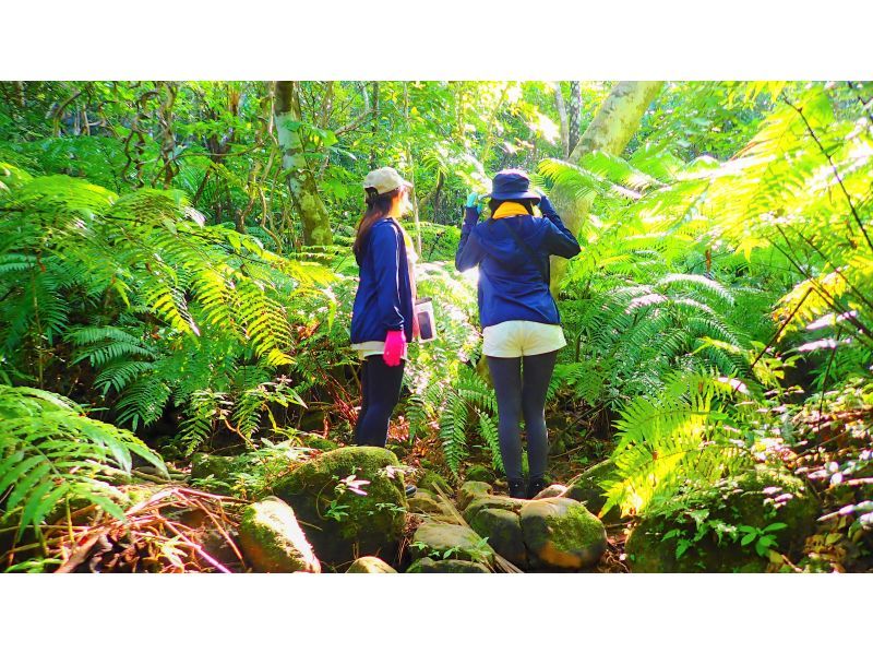 【北海道・SUP体験】透明度の高い支笏湖の湖面をクルージング！SUP体験（半日コース）の画像