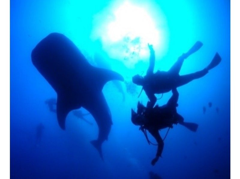 [沖縄Yomitan Toya漁港]鯨鯊船深潛（C卡持有人）の紹介画像