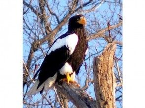 [Hokkaido Shiretoko] Observation of Steller's sea eagle and white eagle (1 hour course)の画像