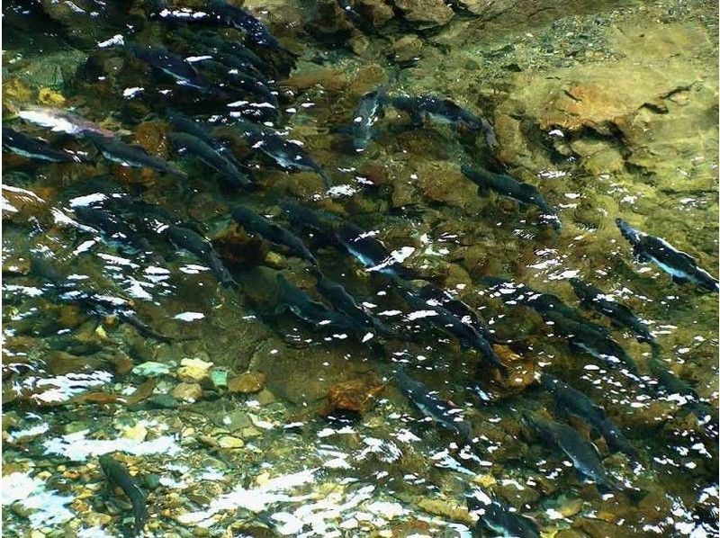 【北海道・知床】サケと動物観察<秋限定!追加オプションツアー>