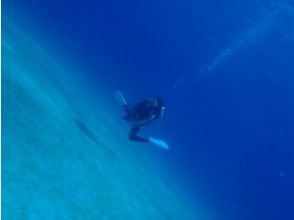 Ishigaki island scene diving service (SEAN DIVING SERVICE)