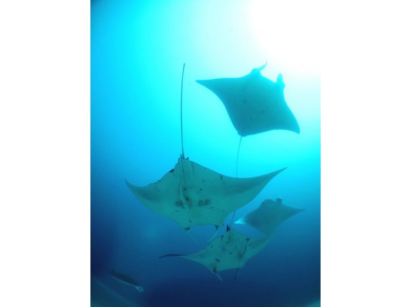 【沖縄・石垣島】八重山の海を満喫!ファンダイビング(半日コース:1DIVE)