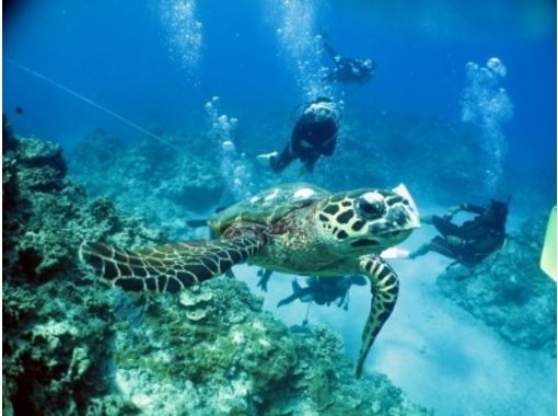 [Okinawa ・ Naha]Kerama Islands fan Diving(One day course)の画像
