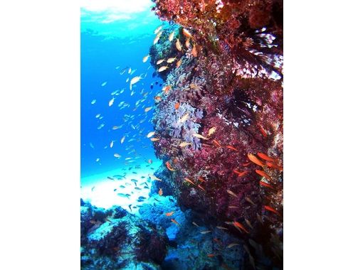 [沖縄-那覇】奇比斯群島的粉絲深潛（半天課程）の画像
