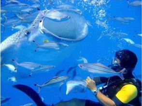 【沖縄・読谷村】ジンベエザメと泳ごう！FUNダイビングツアーの画像