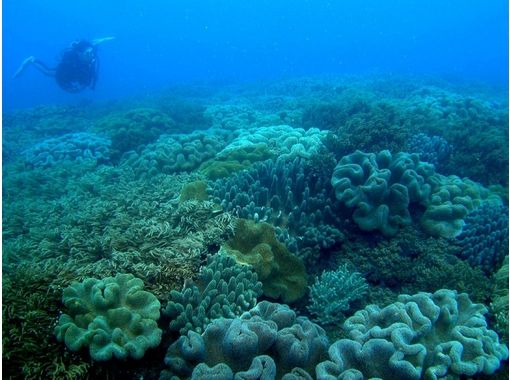 [沖縄-那覇沙灘球迷潛水（半天課程）の画像