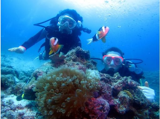 [沖繩那霸]國家公園的認證！慶良間風扇潛水1天課程（2潛水）の画像