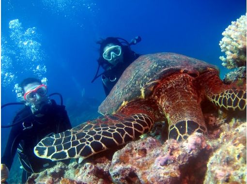 [冲绳-庆良间群岛透明度极佳！经验深潜和浮潜体验一日课程（1次潜水）の画像