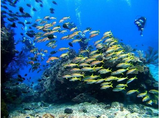 [Okinawa ・ Naha]Kerama Islands Experience Diving(One day course)の画像