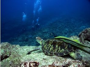 [Okinawa ・ Naha] Chibishi Islands Experience Diving(half-day course)