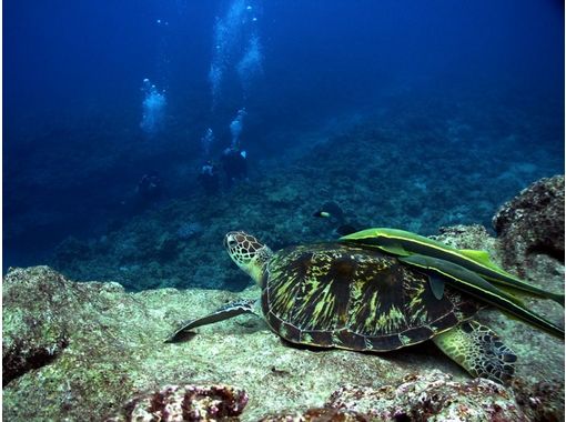 [Okinawa ・ Naha] Chibishi Islands Experience Diving(half-day course)の画像