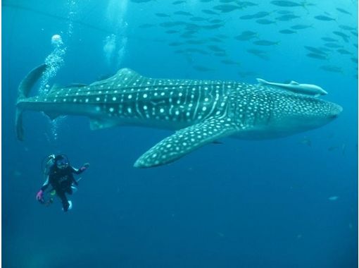[冲绳-那霸]鲸鲨体验深潜（半天课程）の画像
