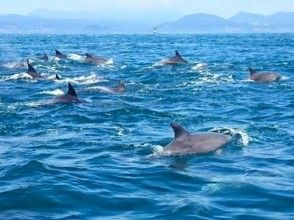 【熊本・天草】野生イルカと出会える?!イルカウォッチングの画像
