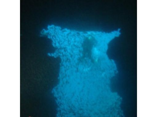 [沖縄·恩納村】你想成為一名水下攝影師嗎？有趣的船深潛（1到4次潛水）の画像