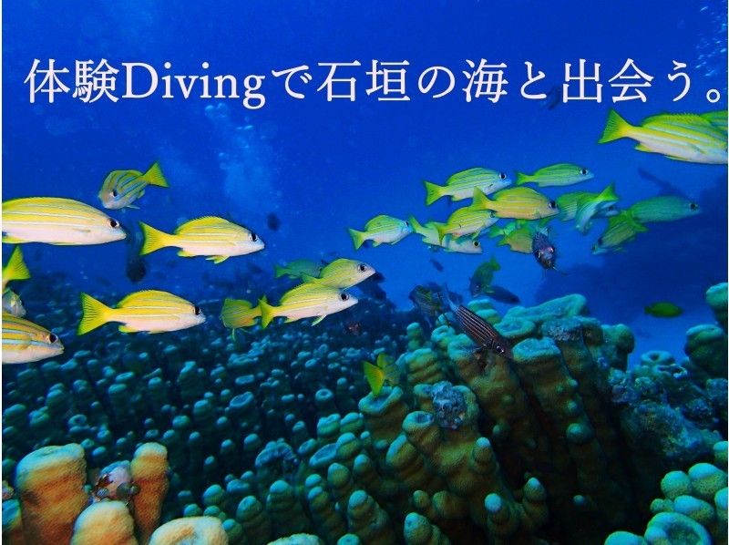 【沖縄・石垣島】潜って泳いで遊びっぱなしの1日！体験ダイビング(1DIVE)+シュノーケリング
