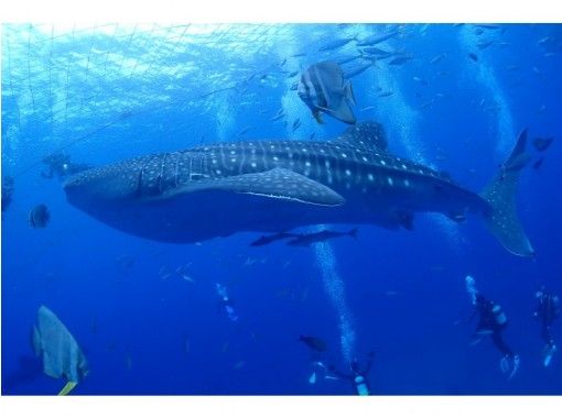 我想看看[沖繩恩納出發]一次，我想游泳！讀谷鯨鯊船粉絲潛水の画像
