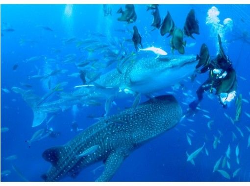 [ 오키나와 · 온 나손 발】 한번보고 싶어, 수영 싶어! 요 미탄 촌 고래 상어 보트 체험 다이빙の画像