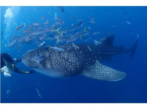 I want to see [Okinawa Onna departure] once, I want to swim! Yomitan whale shark and snorkeling ♪の画像